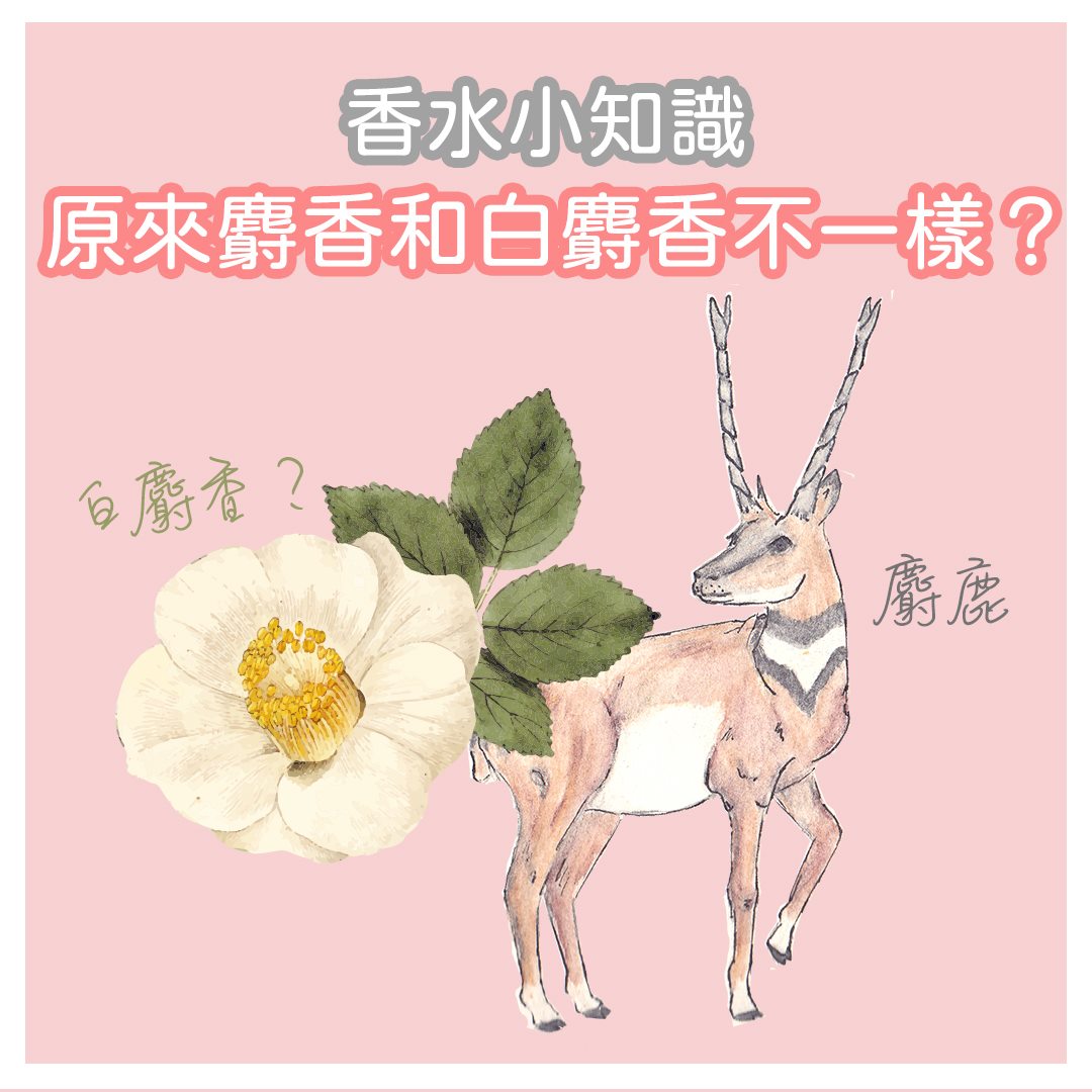 【香水小知識 - 原來麝香和白麝香不一樣?】