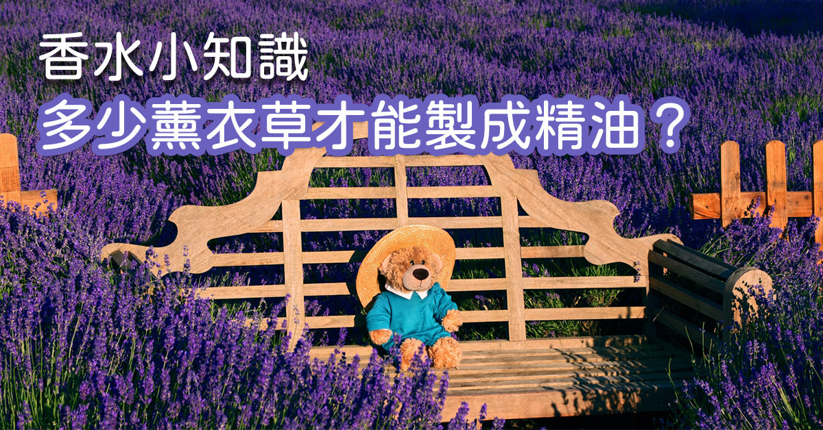 【香氣旅行✈️ - 睡夢中帶你去🇫🇷法國看薰衣草🌿】